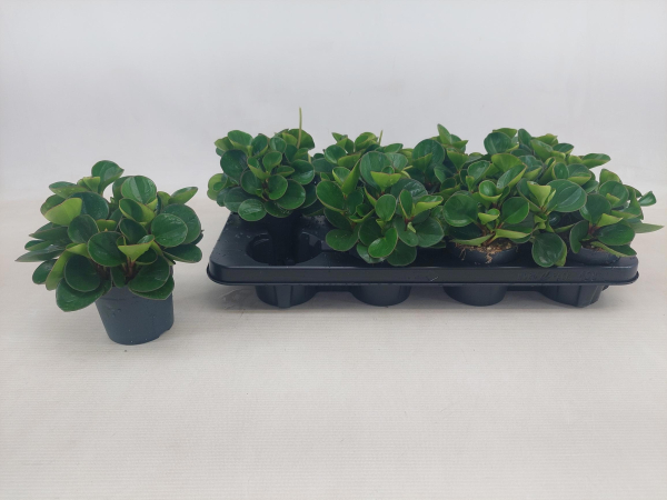 Peperomia obt. "Obtipan"