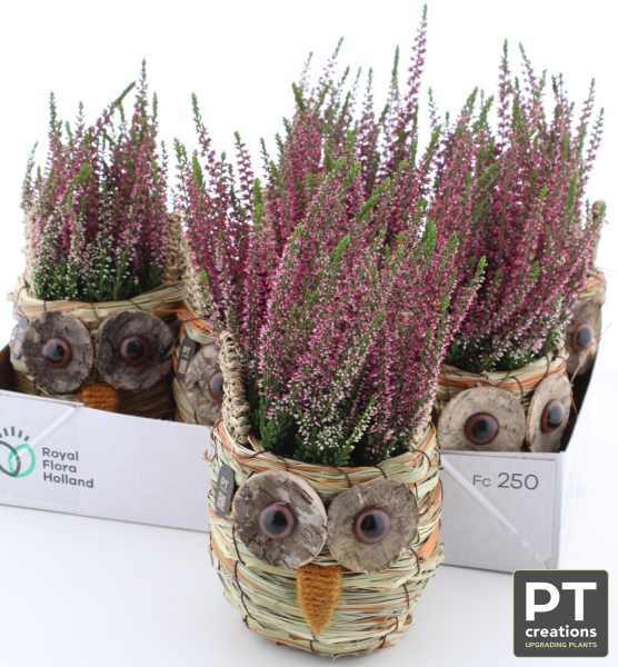 Calluna in Eule