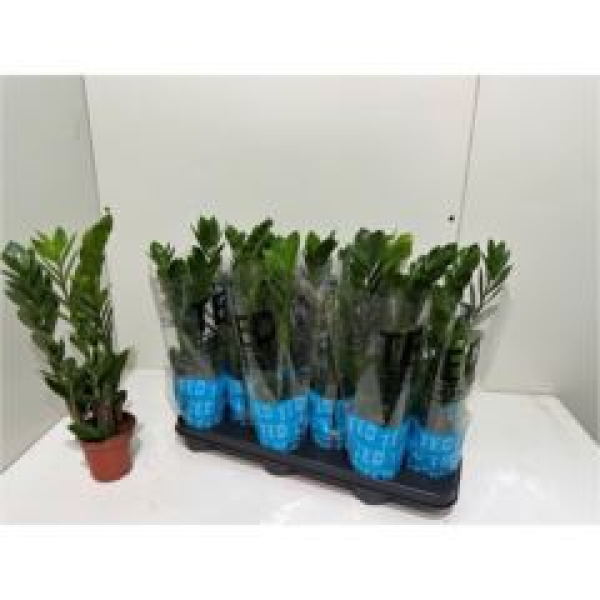 Zamioculcas zamiifolia