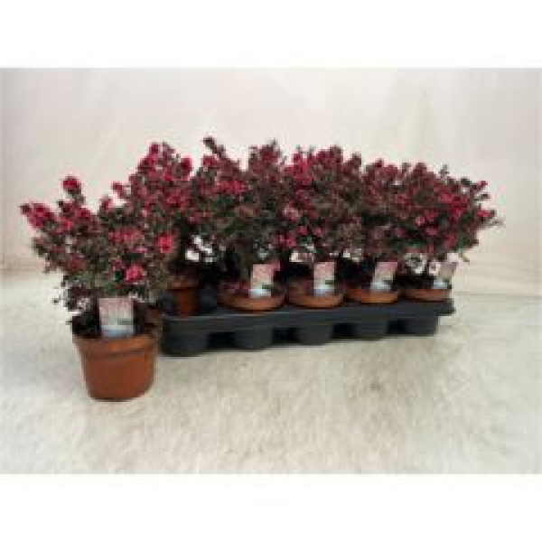 Leptospermum scoparium