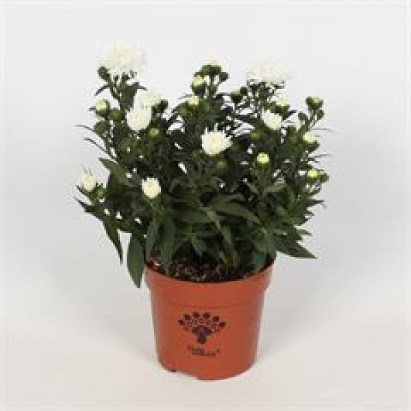 Aster nb. 'Showmakers' weiß