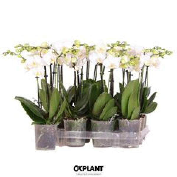 Phalaenopsis midi 2 Rispen weiß