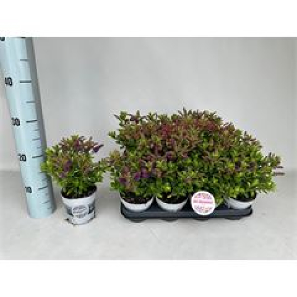 Hebe "All Blooms" gemischt