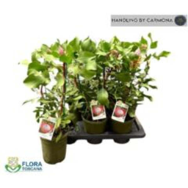 Protea cynaroides 'Little Prince'