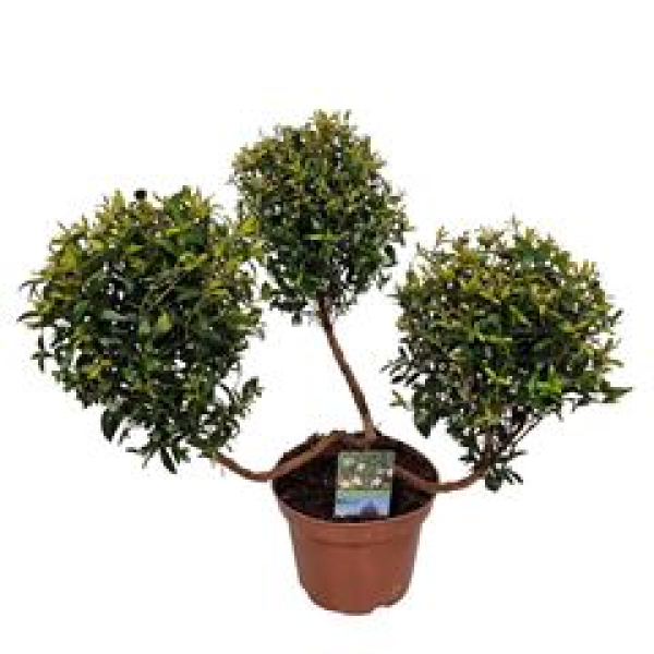 Myrtus communis Pon Pon