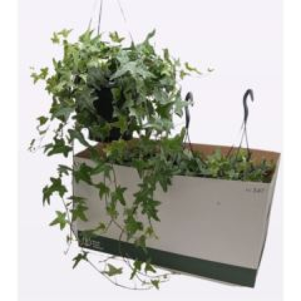 Hedera helix Ampel grünweiß