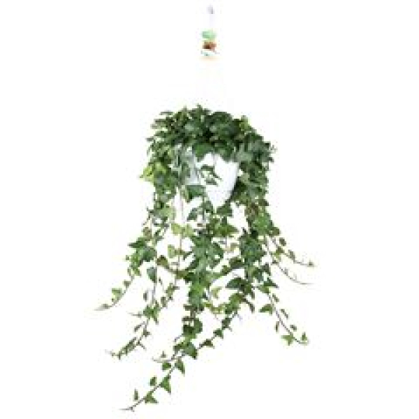 Hedera helix 'Mein Herz' Ampel