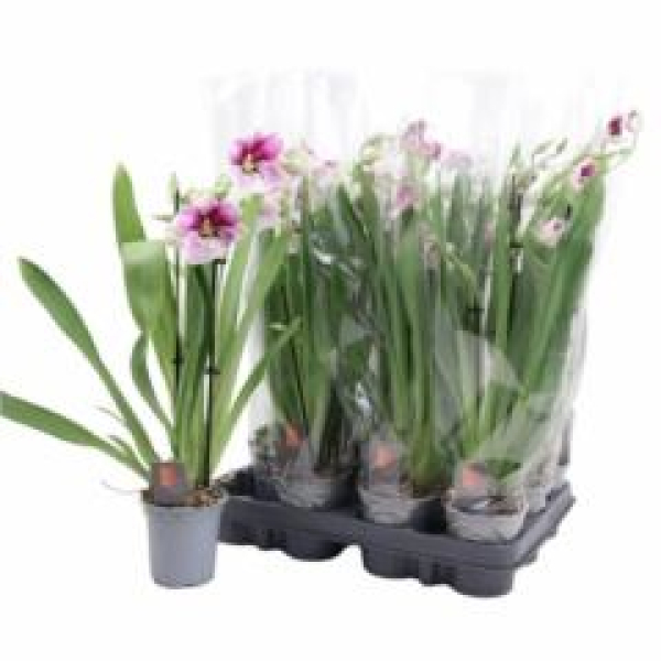 Miltoniopsis gemischt