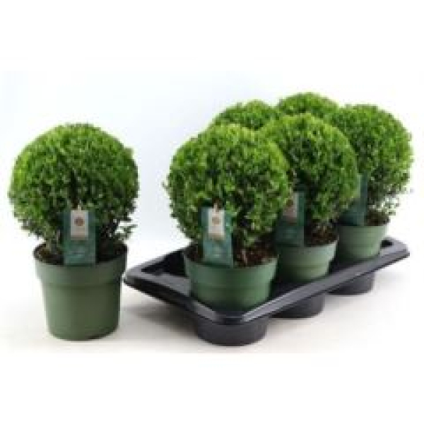 Ilex crenata Kugel