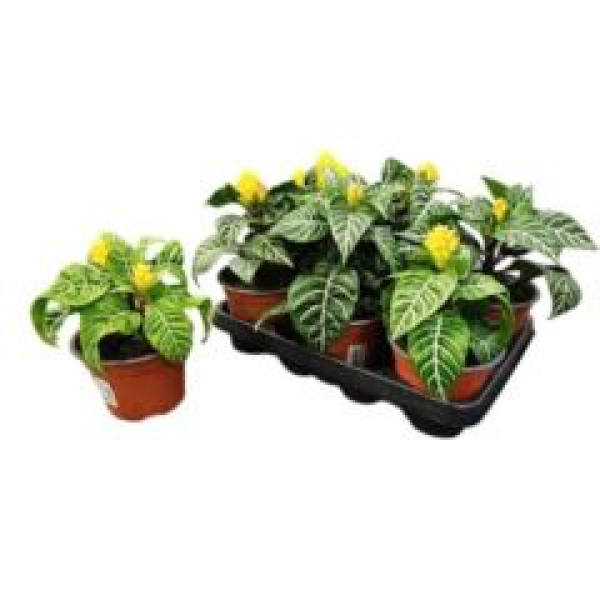 Aphelandra squar. 'Dania'
