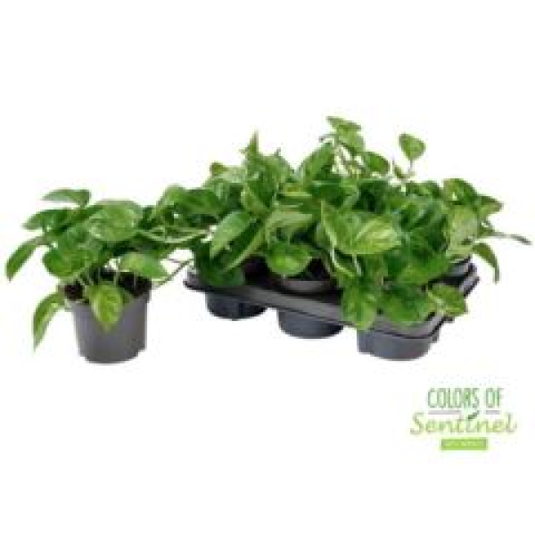 Epipremnum pinn. 'Global Green'