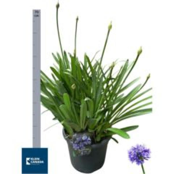 Agapanthus 'Dr. Brouwer'