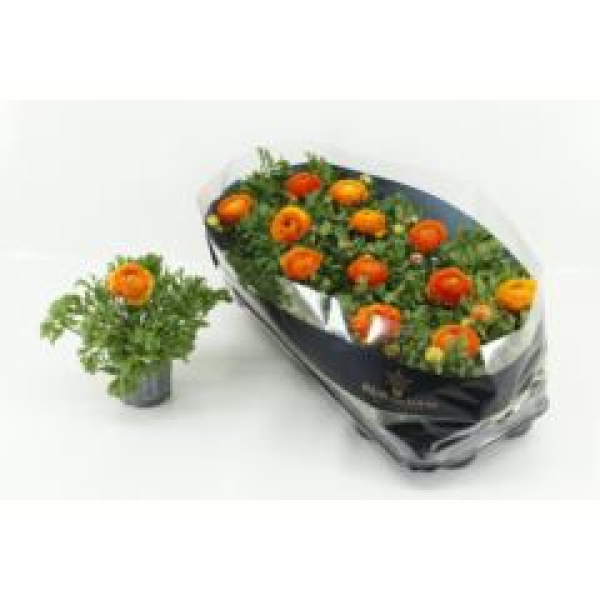 Ranunculus orange