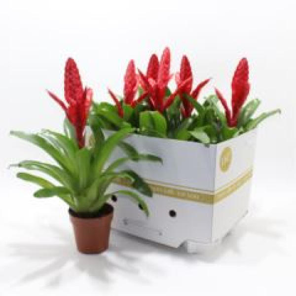 Vriesea poelmanii rot