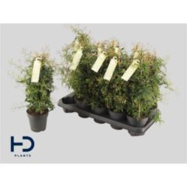 Jasminum polyanthum Pyramide