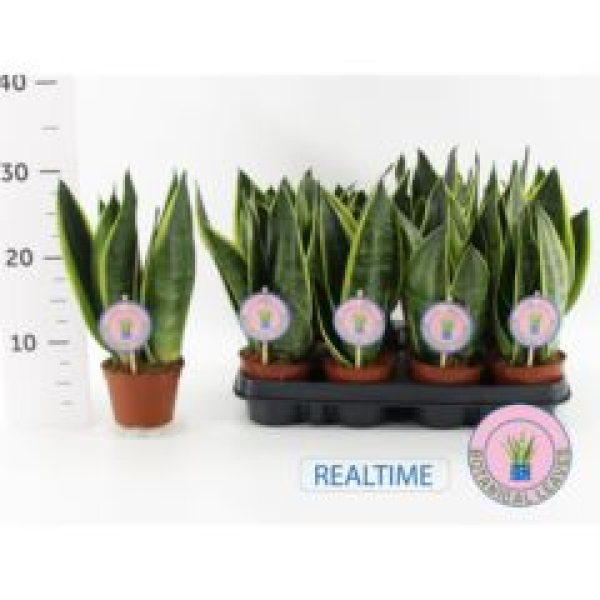 Sansevieria trifa. 'Canary'