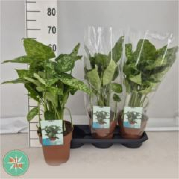 Homalomena wal. 'Camouflage'