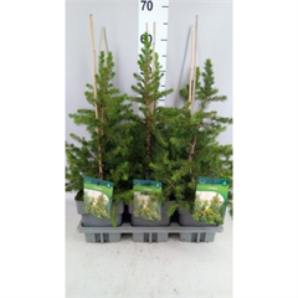 Picea abies