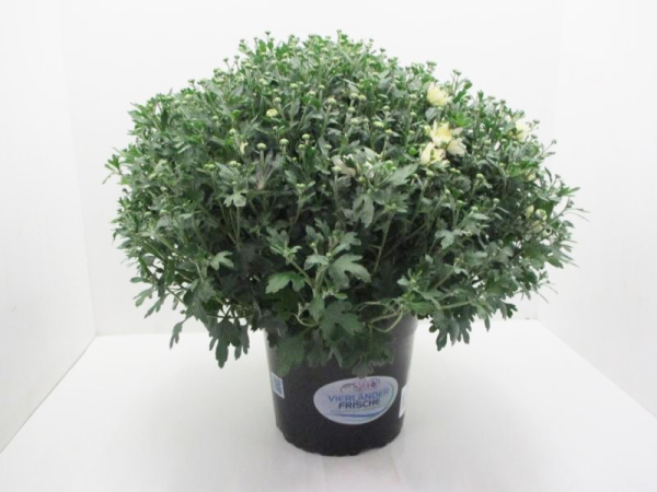 Chrysanthemum   ind. Kübel