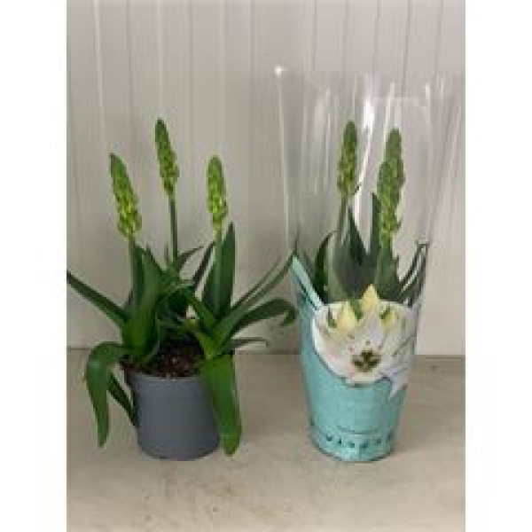 Ornithogalum thyrs. Snow Flake