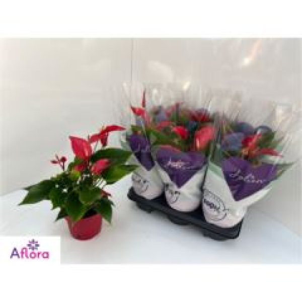 Anthurium 'Banderola Roja' rot