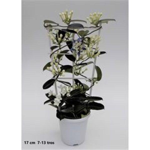 Stephanotis floribunda Spalier