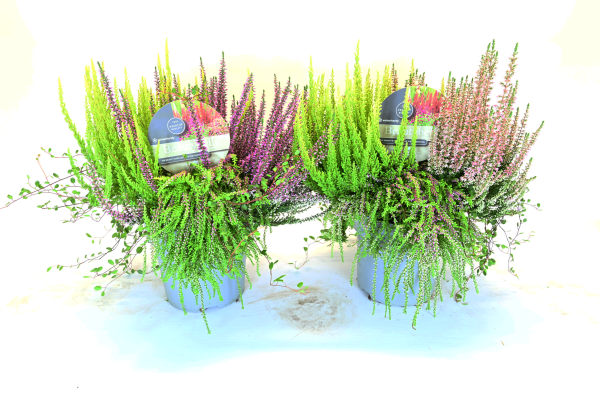 Calluna "Beautybelle"