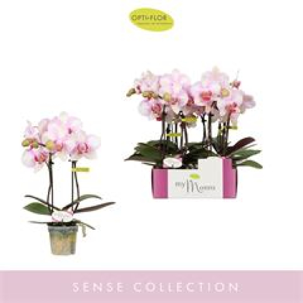 Mini Phalaenopsis 2 Rispen rosa-weiß "My Monroe"