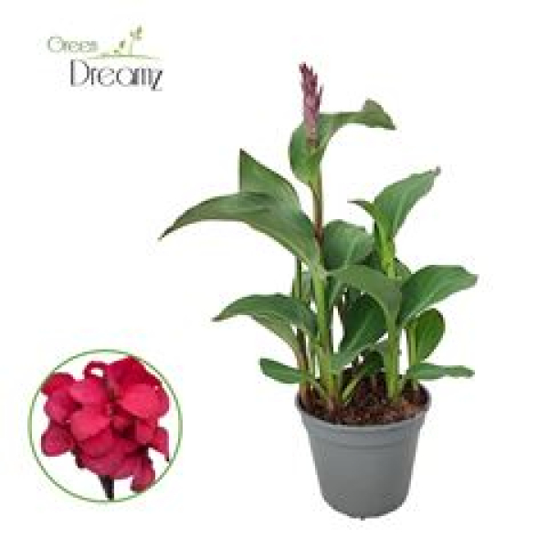 Canna 'Cannova Rose'