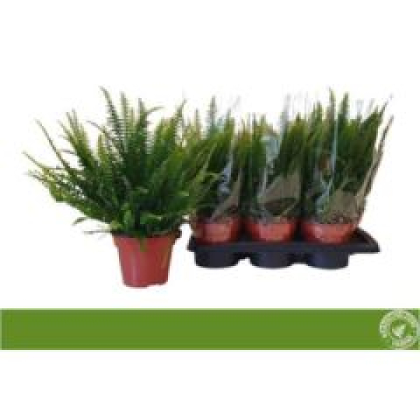 Nephrolepis exal. 'Green Lady  '