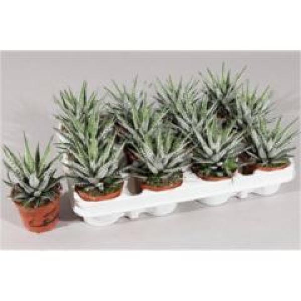 Haworthia fasciala 'Alba'