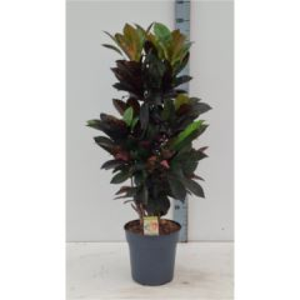 Codiaeum "Mrs. Iceton"