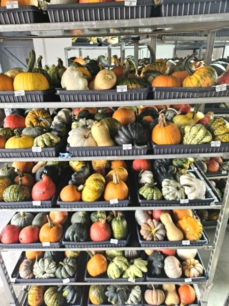 Cucurbita Mix