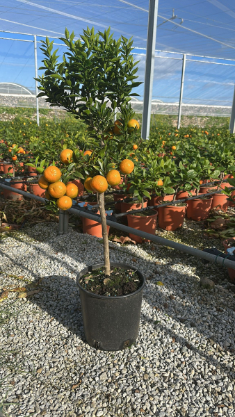 Citrusstamm Chinotto