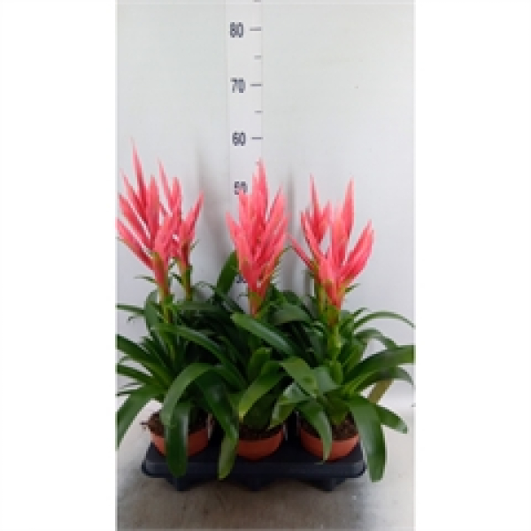 Tillandsia 'Ziva'