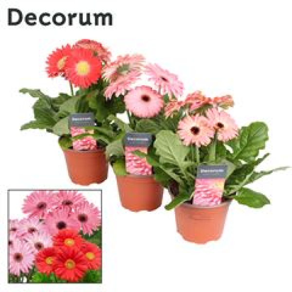 Gerbera gelb rosa