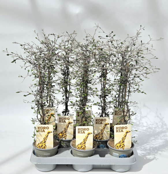 Corokia cotoneaster