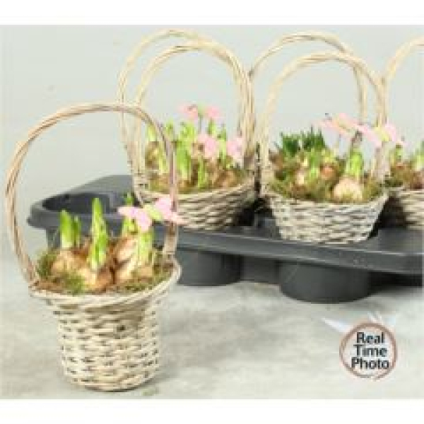 Narcissus im Henkelkorb