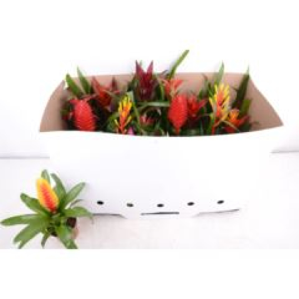 Bromelia midi gemischt