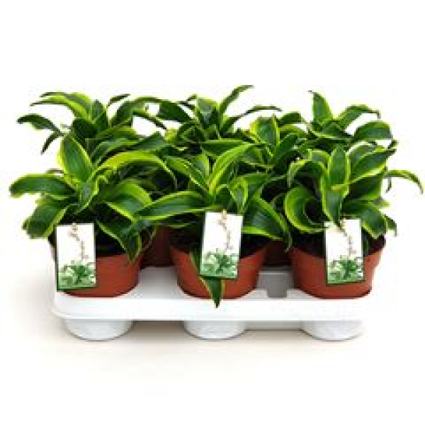 Dracaena frag. "Tornado"