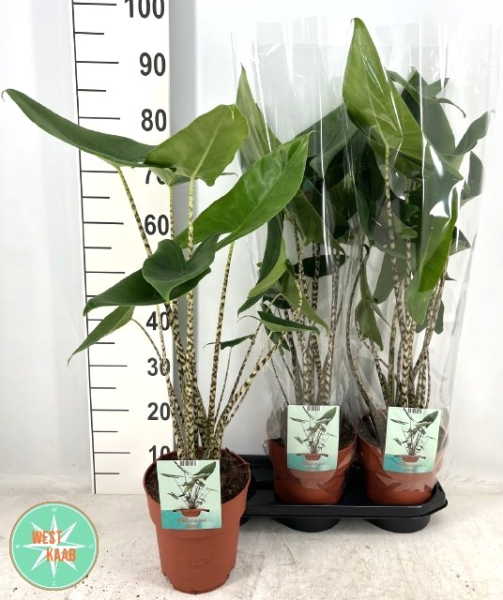 Alocasia zebrina