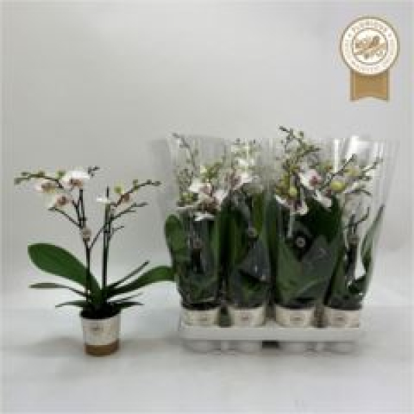 Midi Phalaenopsis 'Red Lips'