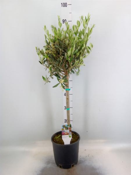 Olea europaea Stamm