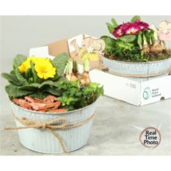 Frühlingsmix in Blechschale rund - weiß