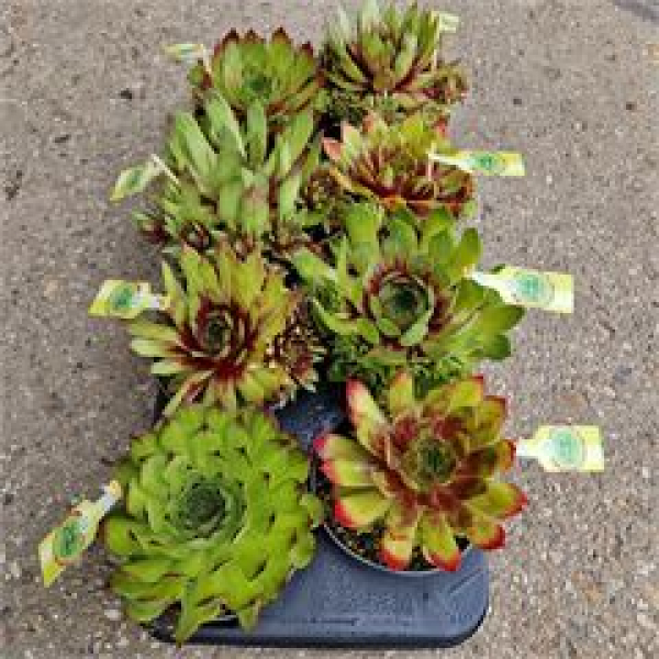 Sempervivum Mix -Mojito