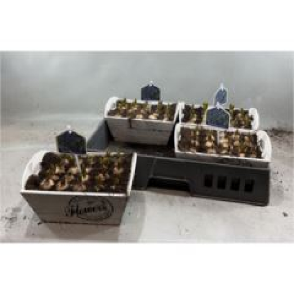 Muscari in Holzkasten weiß