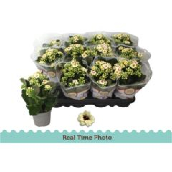 Kalanchoe blos. 'Tiger Majes Cream