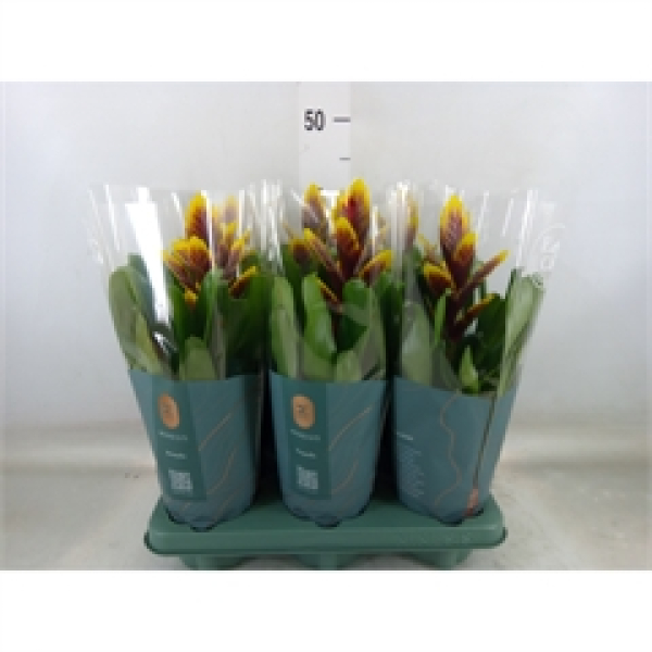 Vriesea rot-gelb