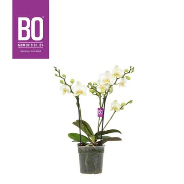 Phalaenopsis "Bo" 2 Rispen weiß