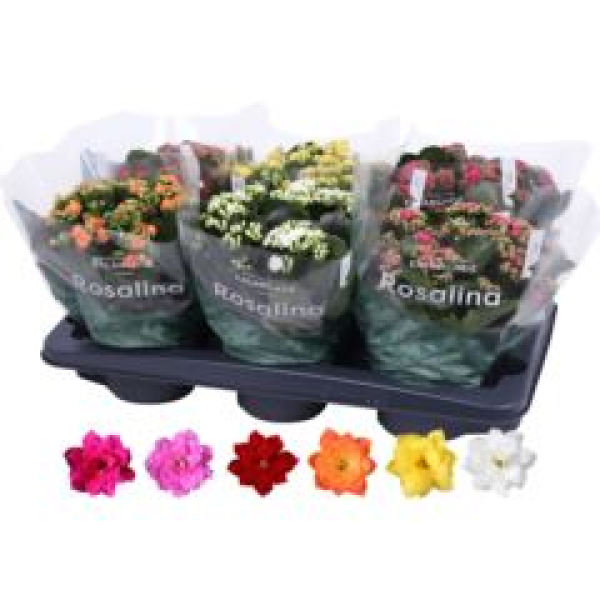 Kalanchoe gefüllt Mix